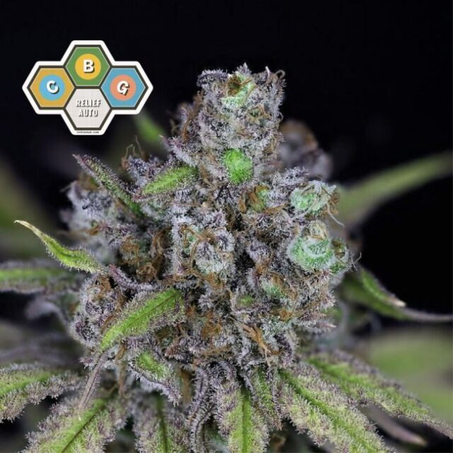 CBG Relief Auto Feminized Seeds