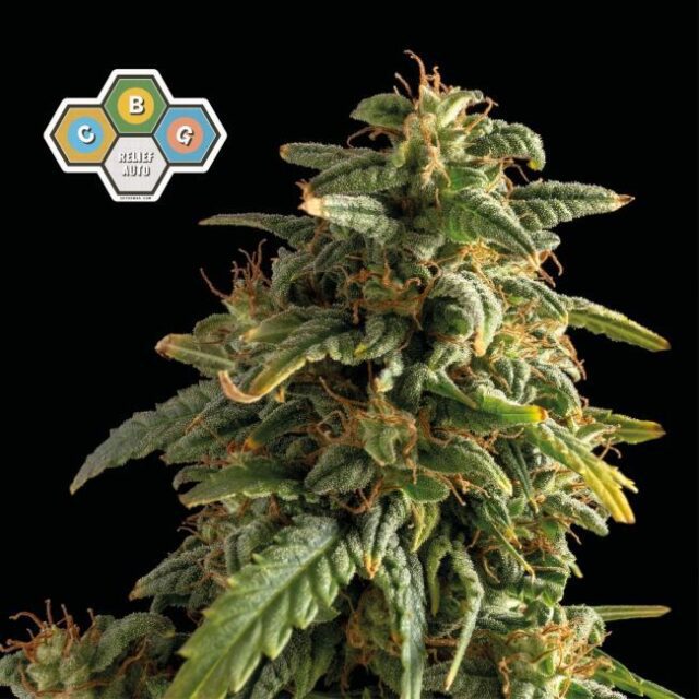 CBG Relief Auto Feminized Seeds