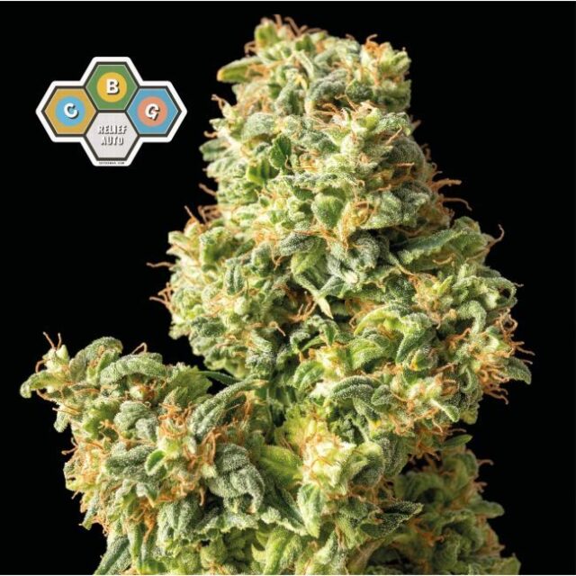 CBG Relief Auto Feminized Seeds