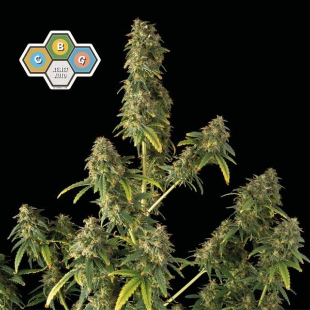 CBG Relief Auto Feminized Seeds