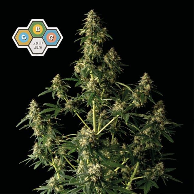 CBG Relief Auto Feminized Seeds