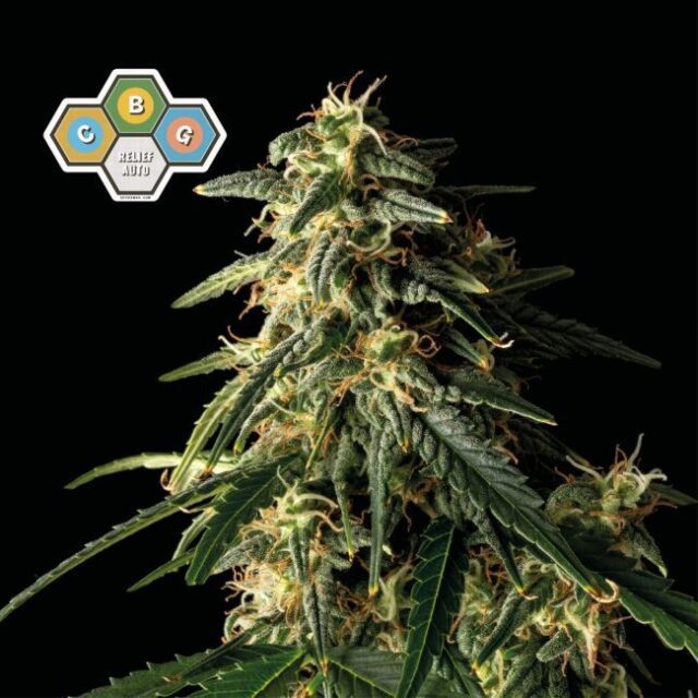 CBG Relief Auto Feminized Seeds