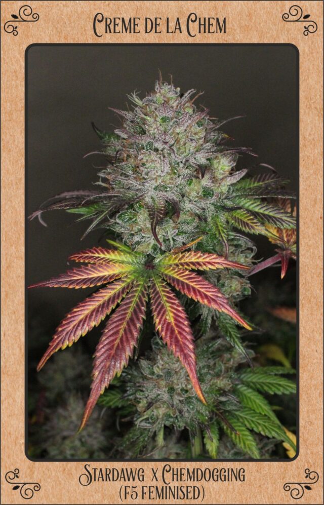 Creme de la Chem Auto Feminized Seeds