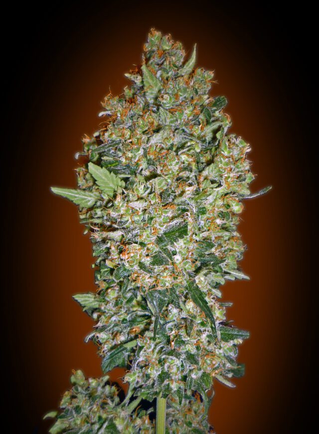 CheeseBerry Feminized Seeds