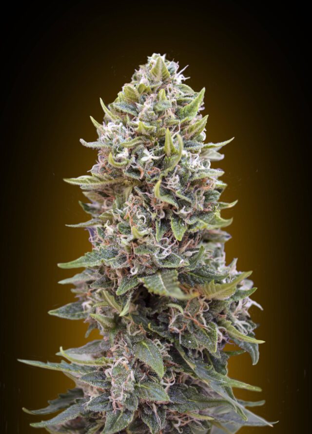 Cheese Berry Auto Feminized Seeds