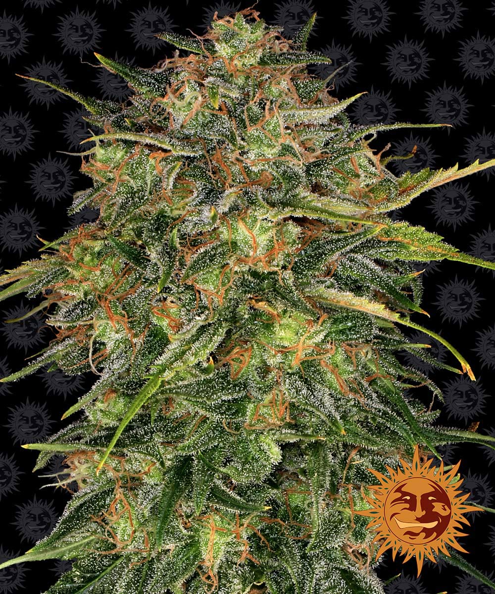 Cheese Feminized Seeds