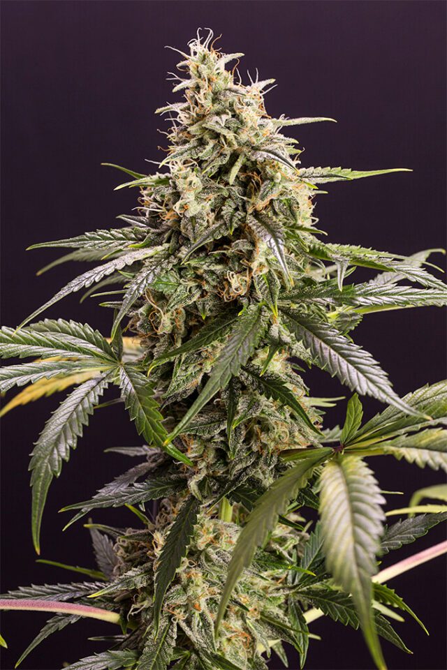 Chem-Bomb Auto Feminized Seeds