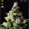 Chem Dog Feminized Seeds