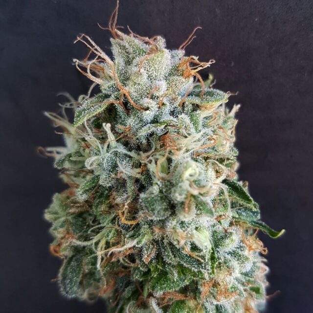 Chemdog Millionaire Guava Feminized Seeds