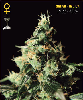 Chem Dog Feminized Seeds