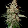 Buy Chem Dog Feminized Seeds by Greenhouse Seed Co. in America - Image 2