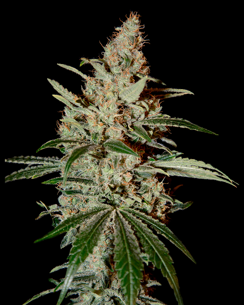 chemdog_1
