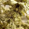 Buy China Yunnan Regular Seeds by Ace Seeds in America - Image 2