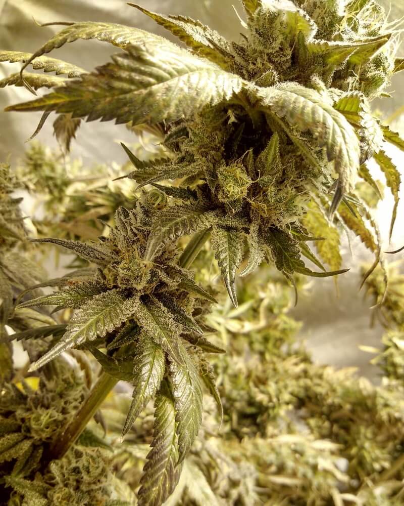 Buy China Yunnan Regular Seeds by Ace Seeds in America - Image 2