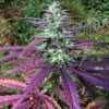 China Yunnan Regular Seeds