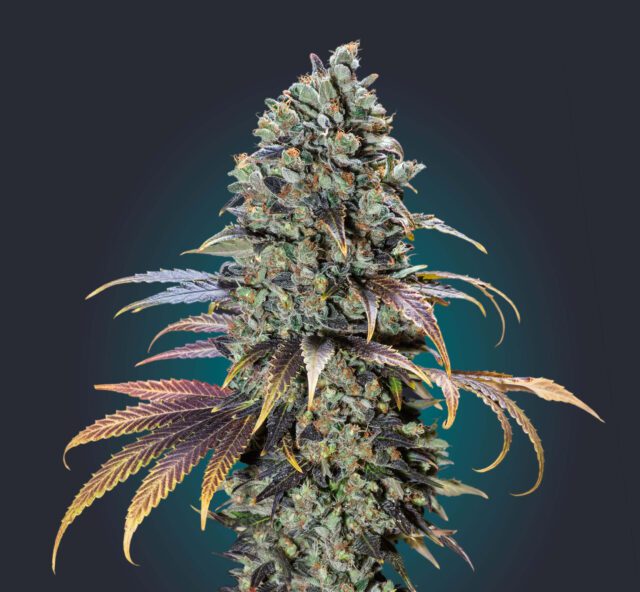 Chocolate Cream Feminized Seeds