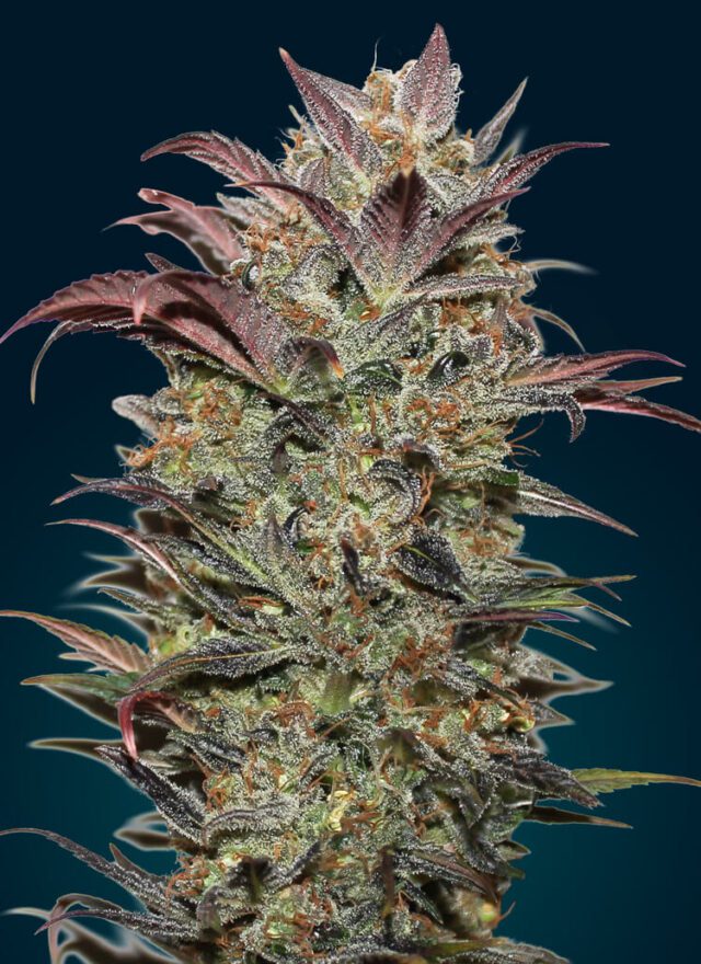 Chocolate Cream Auto Feminized Seeds