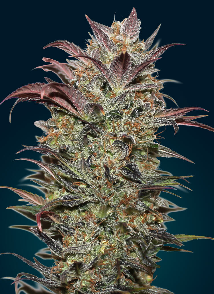 Chocolate Cream Auto Feminized Seeds