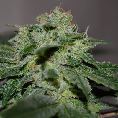 Chocolate Heaven Feminized Seeds