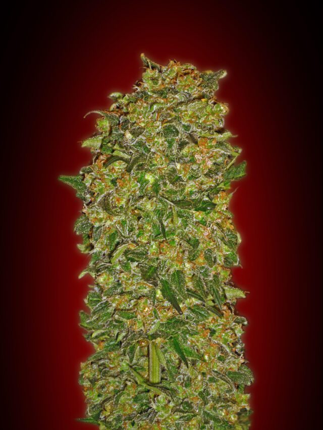 Chocolate Kush Feminized Seeds