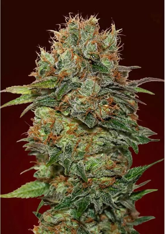 Chocolate Kush Auto Feminized Seeds