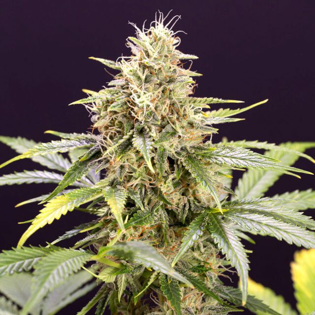 Chocolate Mint OG Auto Feminized Seeds