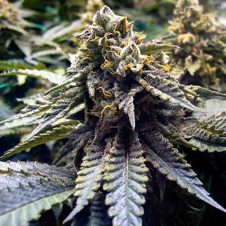 Chocolate Mint OG 2.0 Feminized Seeds Chocolate Mint OG 2.0 Feminized Seeds