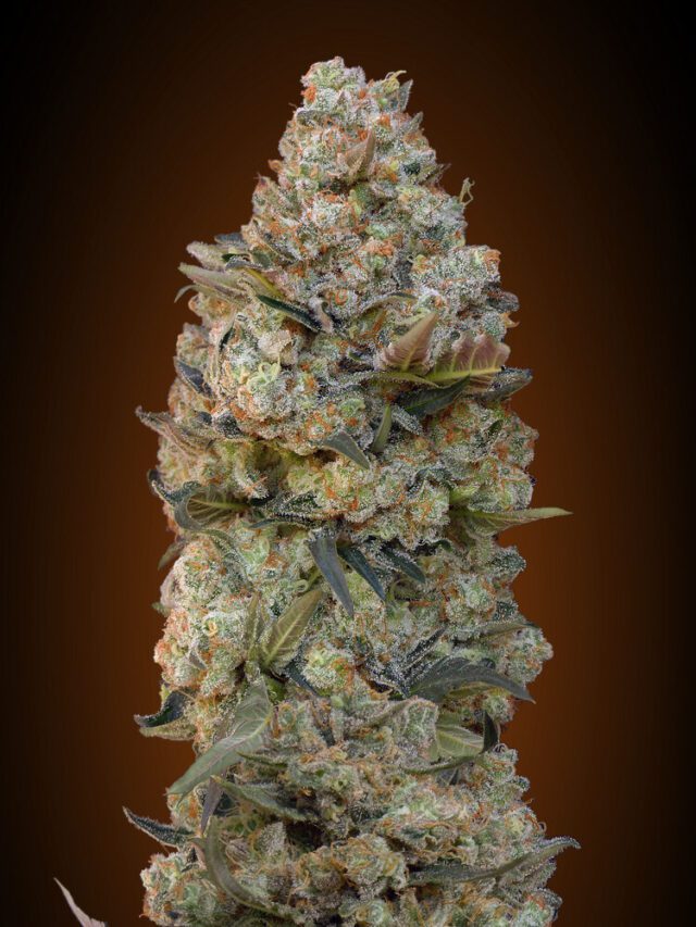 Chocolate Skunk Feminized Seeds