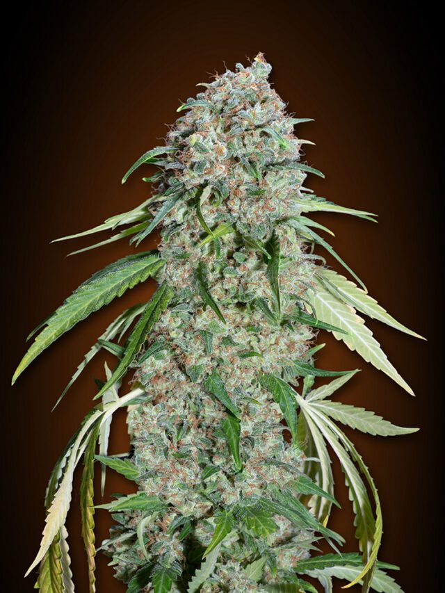 Chocolate Skunk CBD Feminized Seeds