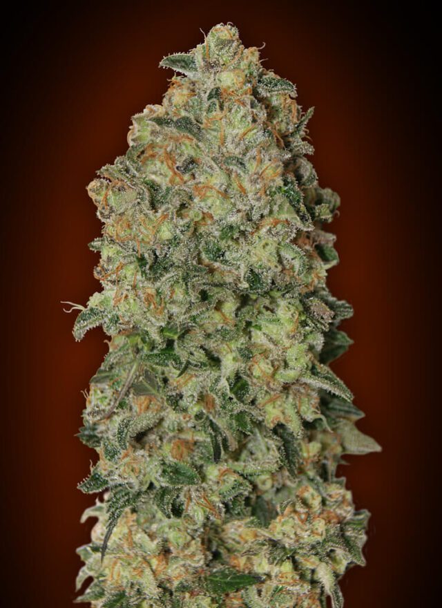 Chocolate Skunk Auto Feminized Seeds