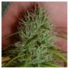 Buy Chrystal Feminized Seeds by Nirvana in America - Image 2