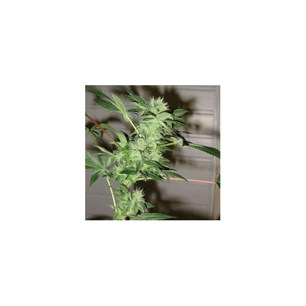 Chrystal Feminized Seeds