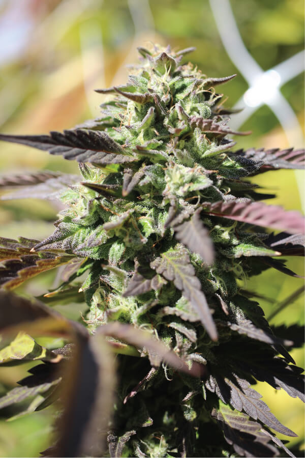 Chunkadelic Auto Feminized Seeds