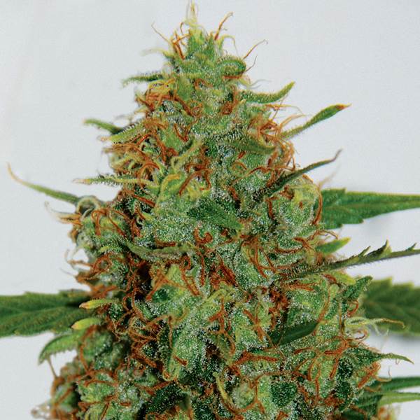 C99 Feminized Seeds