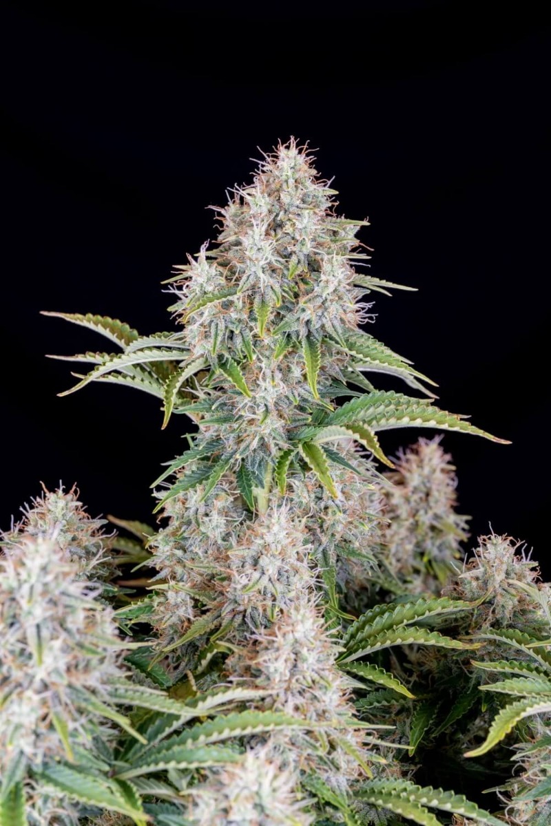 cinderella-auto-2
