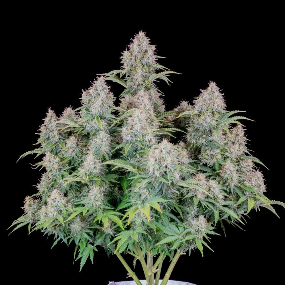 Original Cinderella Auto Feminized Seeds Original Cinderella Auto Feminized Seeds