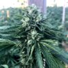 Cinnamon Buddha OG Feminized Seeds