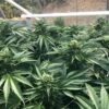 Buy Cinnamon Buddha OG Feminized Seeds by Humboldt Seed Org. in America - Image 2