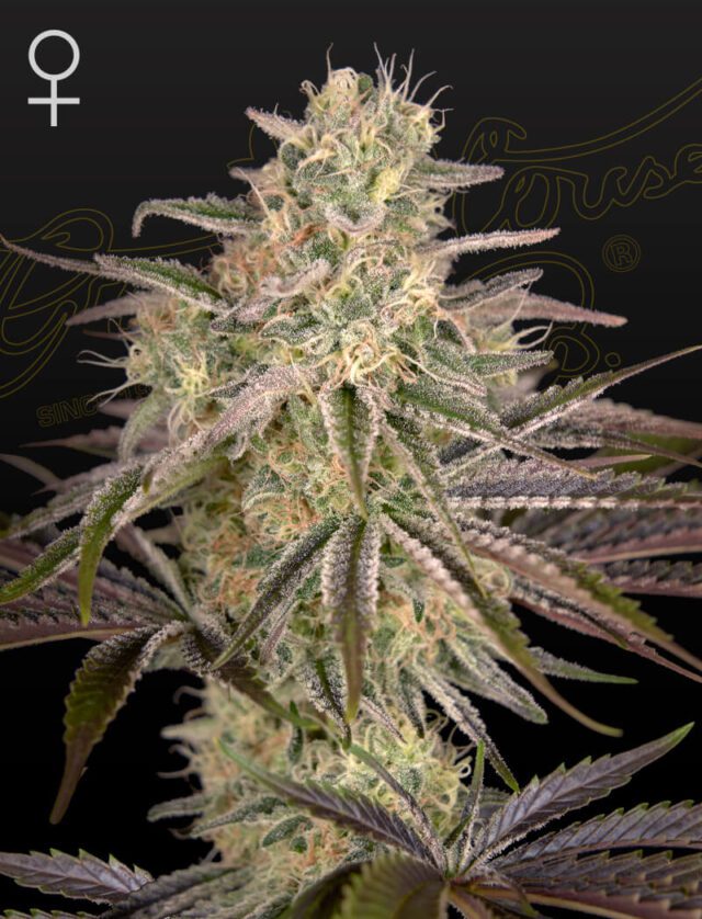 Cloudwalker Feminized Seeds