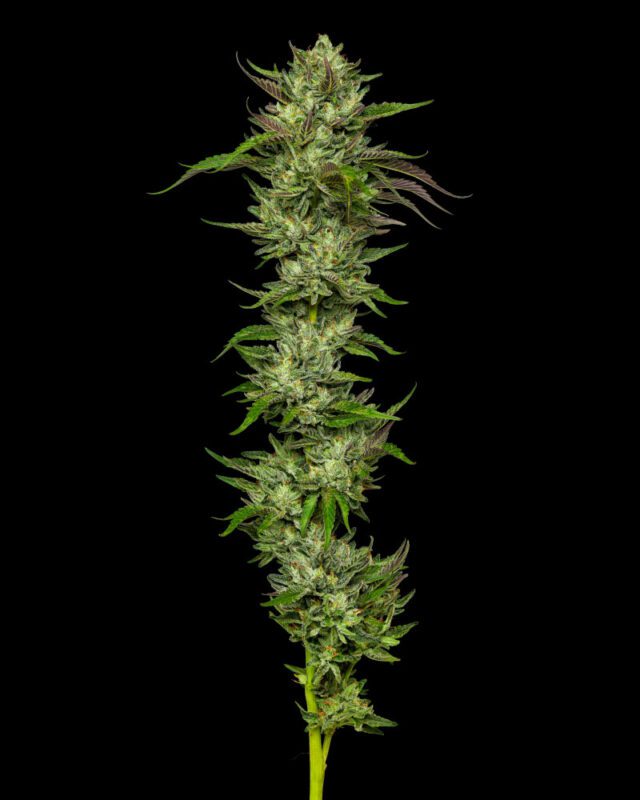 Collie Man Kush Feminized Seeds