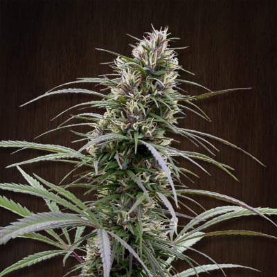 Congo Feminized Seeds