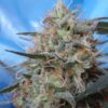 Buy Congo x Kali China Feminized Seeds by Ace Seeds in America - Image 2