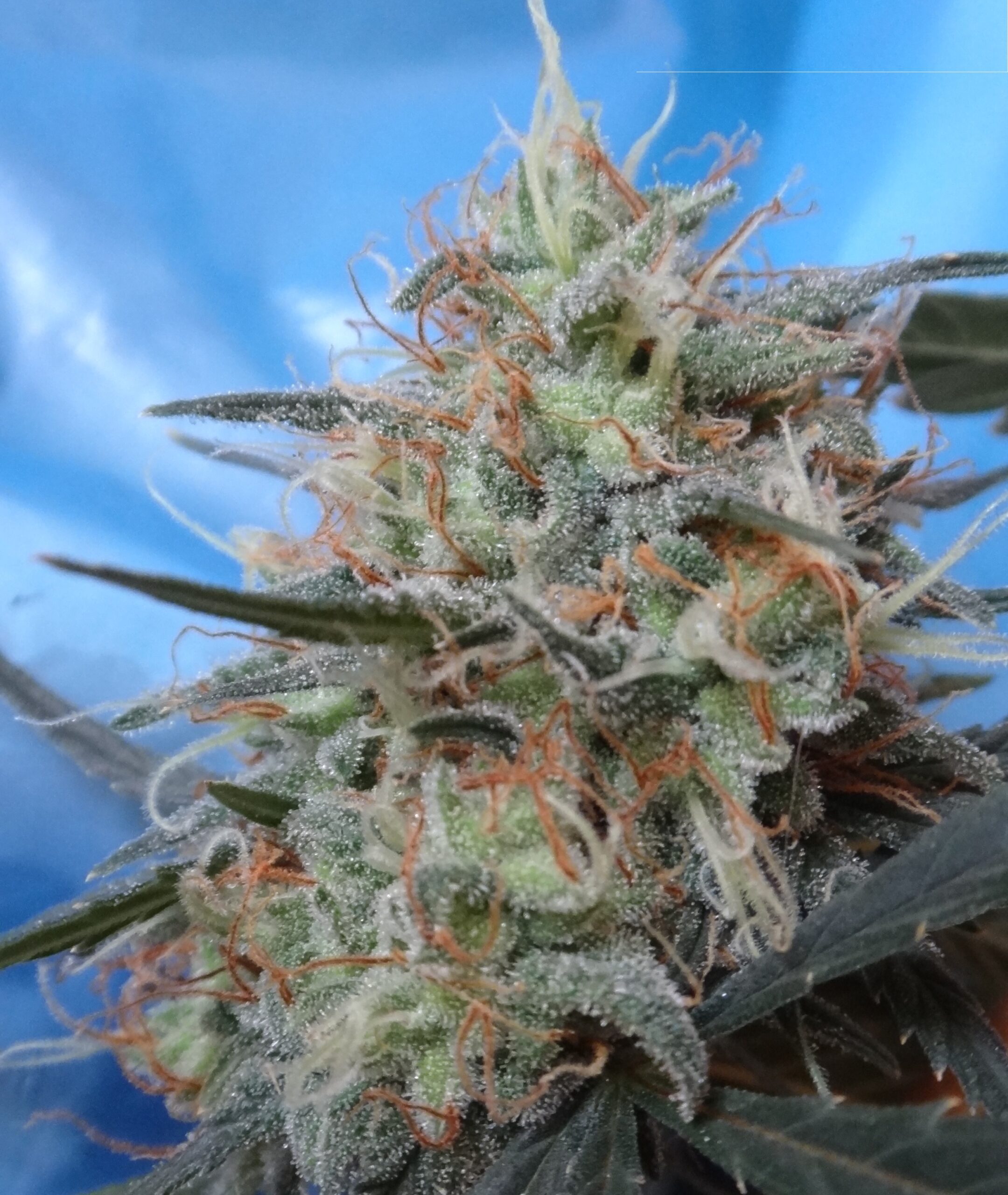 Buy Congo x Kali China Feminized Seeds by Ace Seeds in America - Image 2