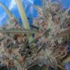 Congo x Kali China Feminized Seeds