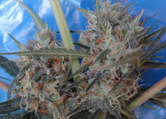 Congo x Kali China Feminized Seeds