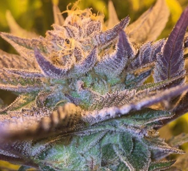 Girl Scout Cookies Auto Feminized Seeds