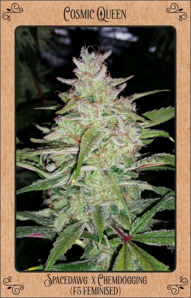 Cosmic Queen Auto Feminized Seeds