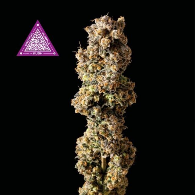 Critical Purple Kush Feminized Seeds