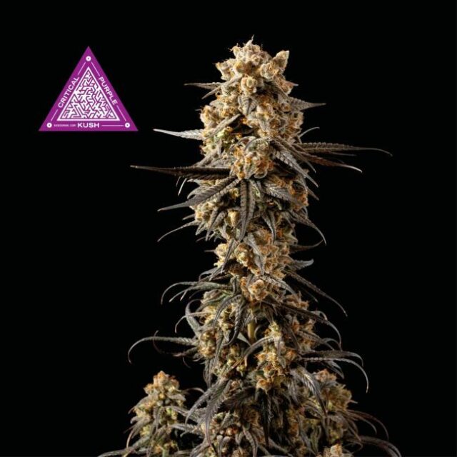 Critical Purple Kush Feminized Seeds