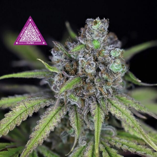 Critical Purple Kush Feminized Seeds